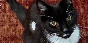 Tails from South Moor by Vet Alastair Atkinson| Clyde's sixth sense